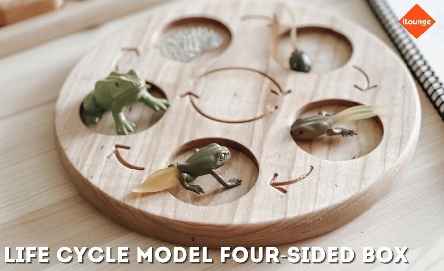 life cycle model four-sided box